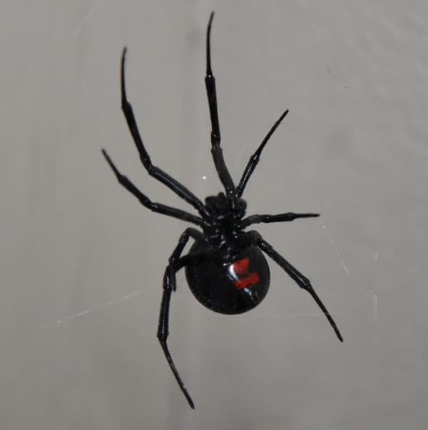10 Pest Control Myths in Phoenix, Arizona: Busted!