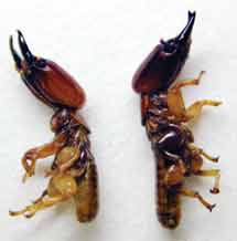 Western Drywood Termite Workers above and Soldiers below