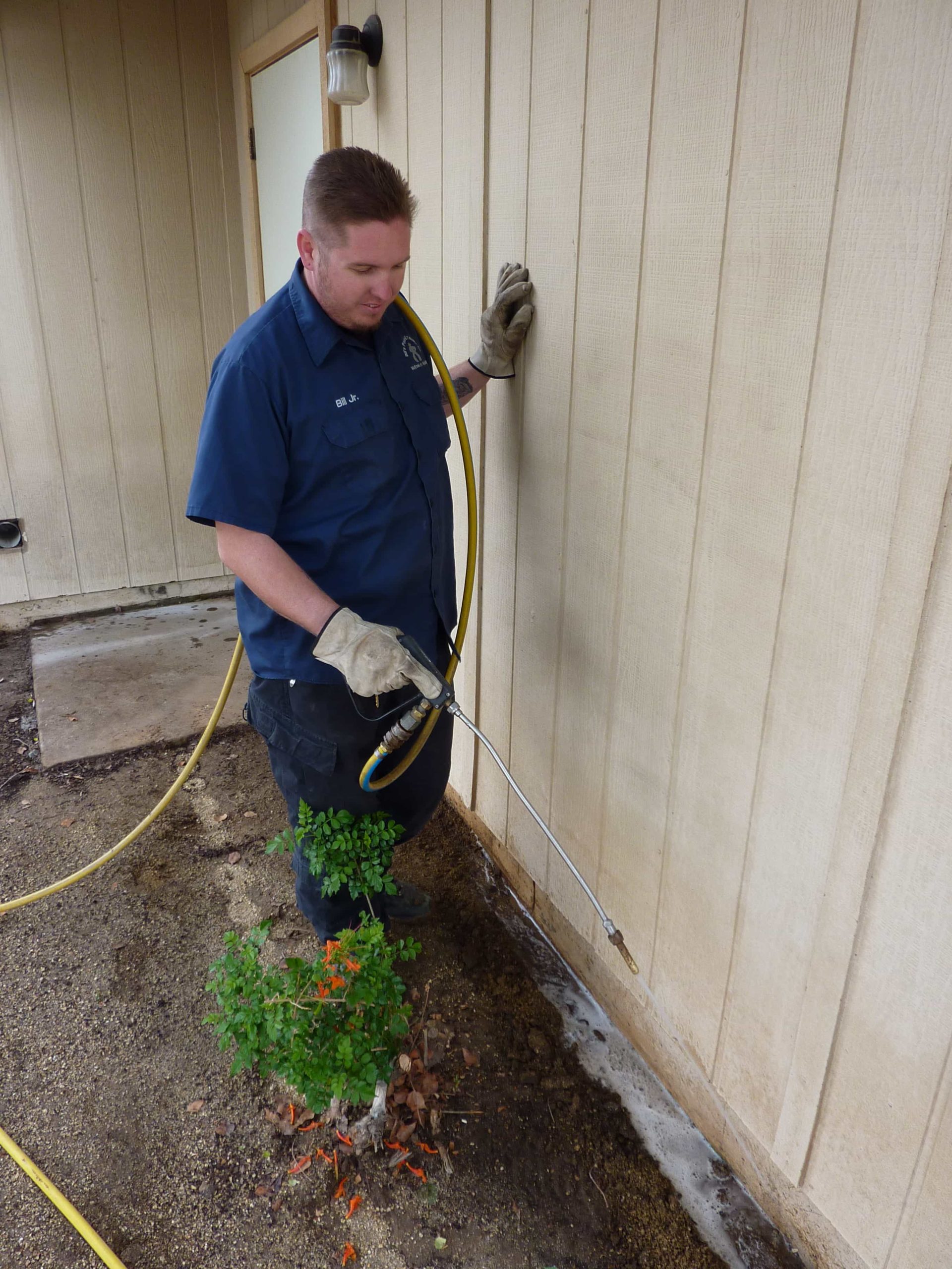 Treating Termites DIY