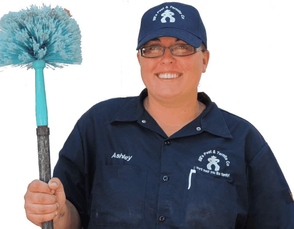 Top 10 Phoenix Arizona Pests – Most Common Pests in Phoenix AZ