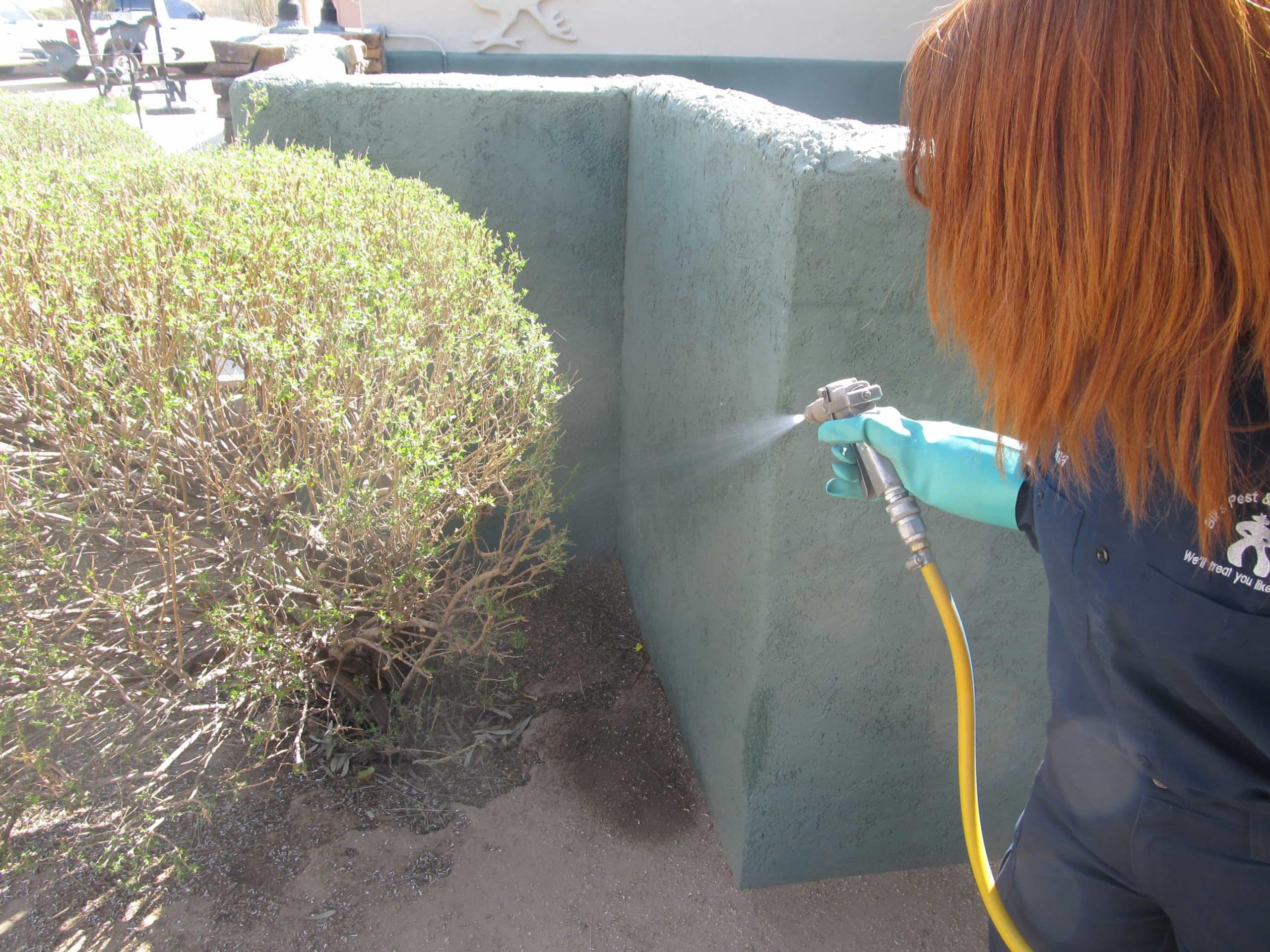 10 Pest Control Myths in Phoenix, Arizona: Busted!