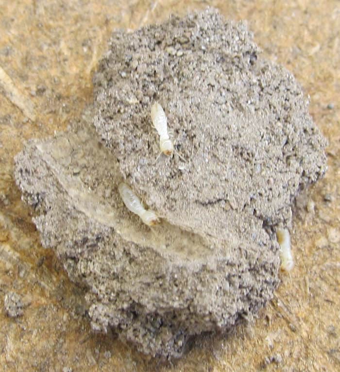 Arizona Termites