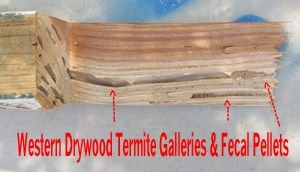 Drywood Termite Treatment Phoenix