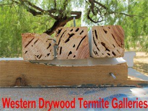 Western Drywood Termite Galleries