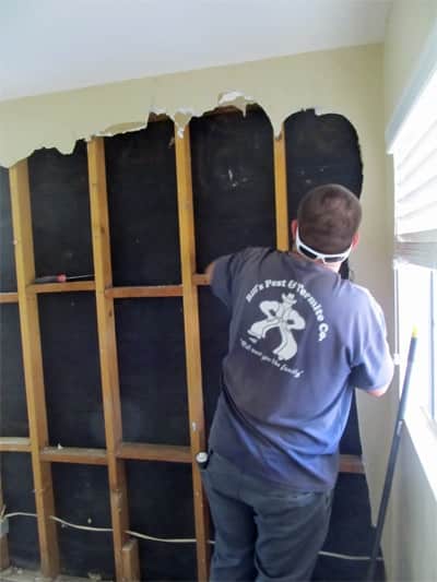 DIY Termite Control