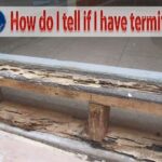 How do I tell if I have termites in Phoenix AZ