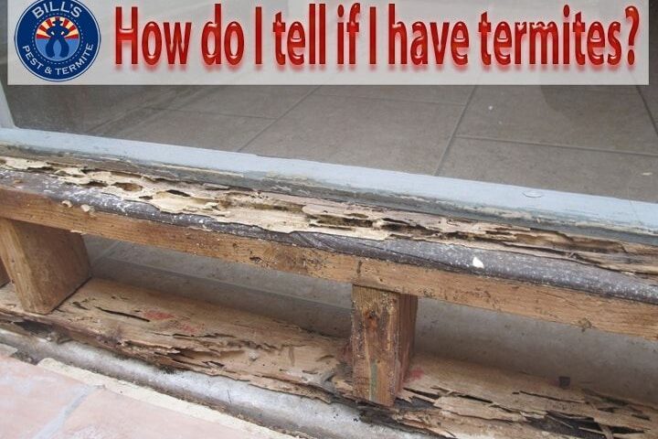 How do I tell if I have termites in Phoenix AZ
