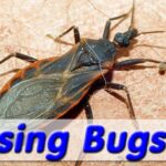 Kissing bugs