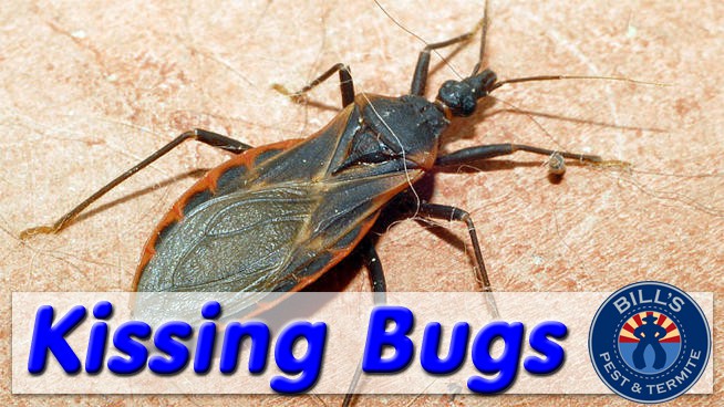 Kissing bugs