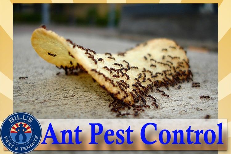 Let us help you get rid of Black Ants in Arizona