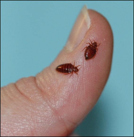 Phoenix bed bugs