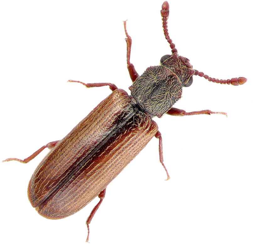 Let us help you get rid of Powder Post Beetles