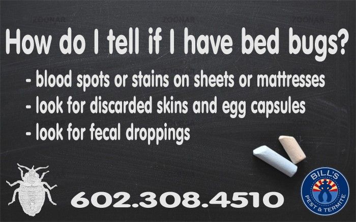 How do I tell if I have Bed Bugs