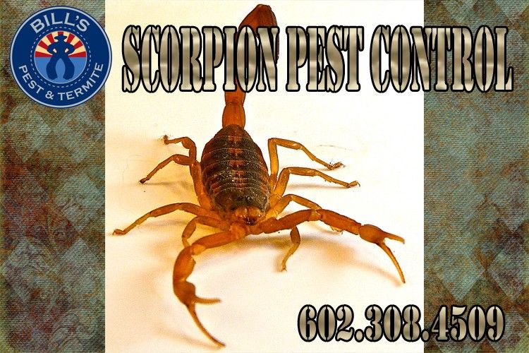 Scorpions are one of the most common House Bugs Homeowners DO NOT WANT!