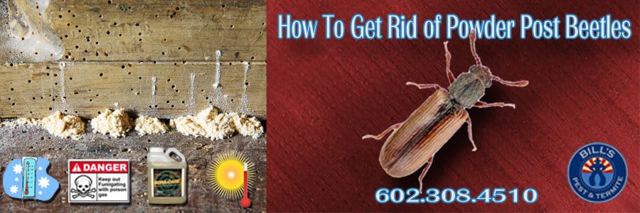 How to get rid of Powder Post Beetles