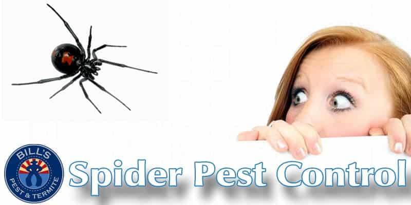 Spider Pest Control Phoenix Az - We eliminate the Most Common House Bugs in Arizona!