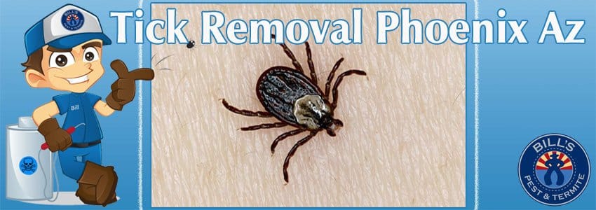 Ticks are one of the 8 Most Common House Bugs