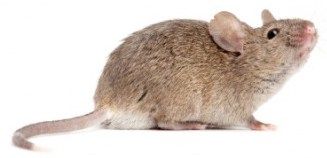 Is Mouse Control in Phoenix Az going bananas