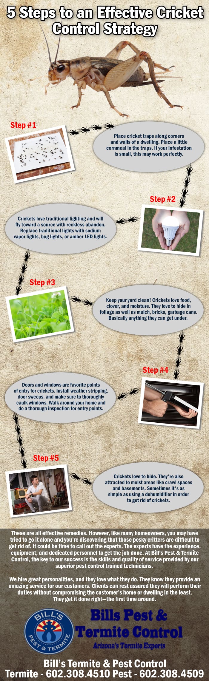 5 Steps to an Effective Cricket Control Strategy 