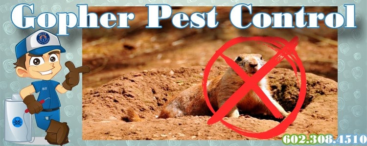 Gopher Pest Control and Removal Phoenix Az