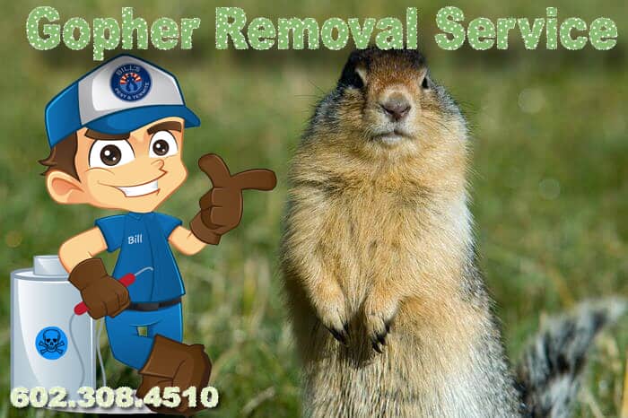Gopher Removal Phoenix Az