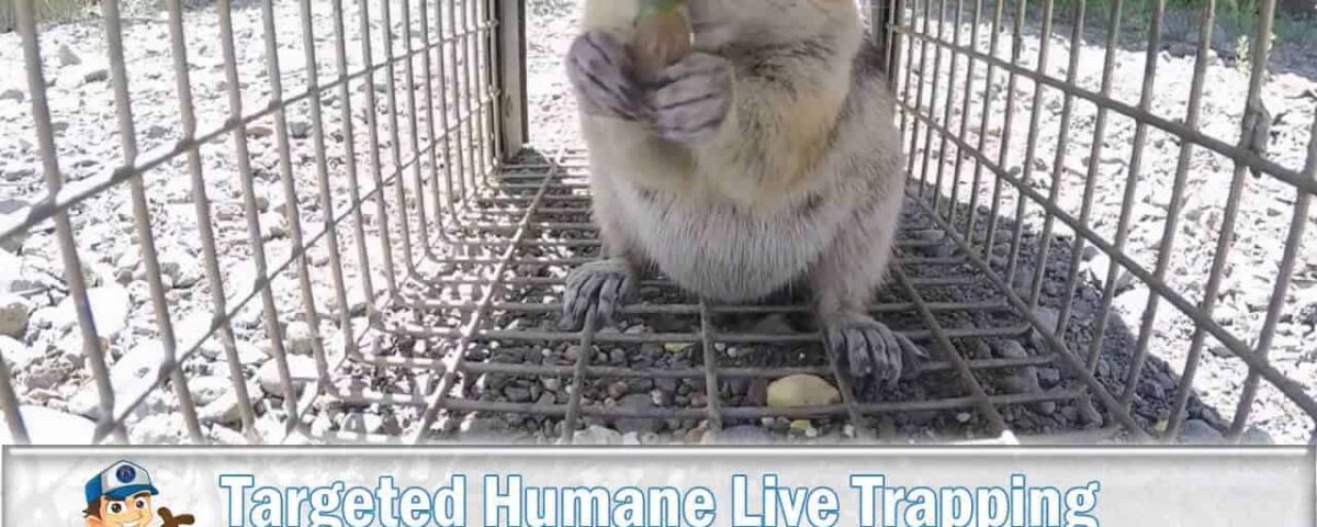 Ground Squirrel Trapping and Removal Services in Phoenix, AZ