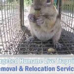 Ground Squirrel Trapping and Removal Services in Phoenix, AZ