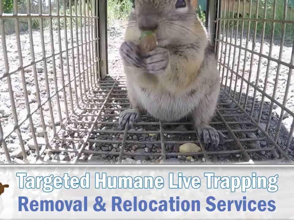 Ground Squirrel Trapping and Removal Services in Phoenix, AZ