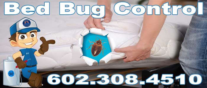 Bed Bug Biology and Pheromones Bills Pest Termite Control