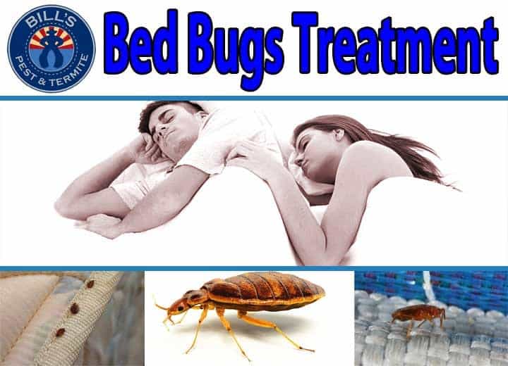Bed Bus are of the the most common House Bugs in Metro Phoenix