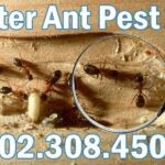 Carpenter Ant Control Phoenix, AZ | Best Ant Exterminator