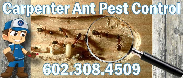 Carpenter Ant Control Phoenix, AZ | Best Ant Exterminator