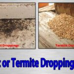 Cricket or Termite Droppings - Bills Pest Termite Control