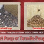Cricket Poop or Termite Poop