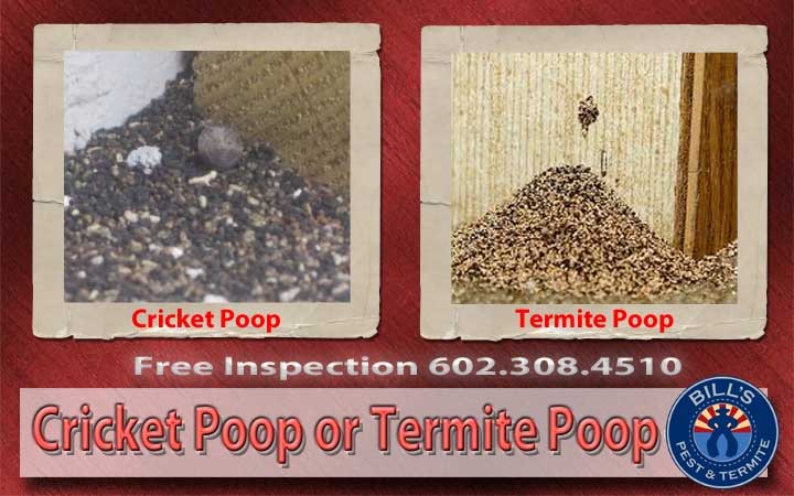Cricket Poop or Termite Poop