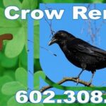 Best Crow Control and Removal Services in Phoenix, AZ