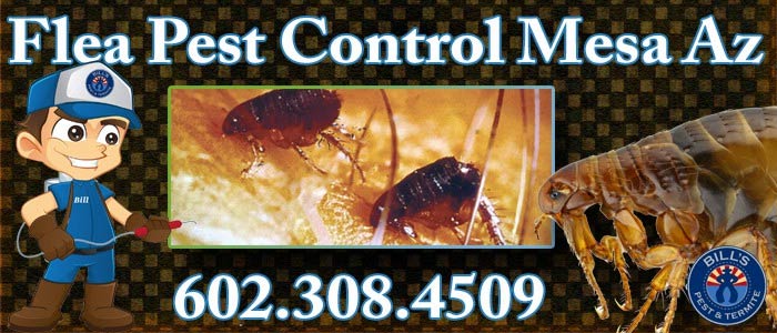 Best Flea Pest Control Mesa AZ – Bill's Pest Termite Control