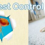 Best Flea Control Phoenix AZ | Flea Exterminator Service