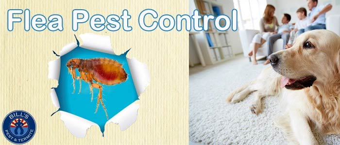 Best Flea Control Phoenix AZ | Flea Exterminator Service