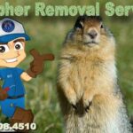 Best Gopher Removal Phoenix Arizona