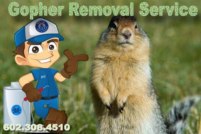 Best Gopher Removal Phoenix Arizona