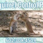 Best Ground Squirrel Control Phoenix Az