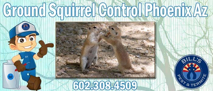 Best Ground Squirrel Control Phoenix Az