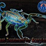 Best Scorpion Heat Treatment Services
