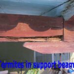 Termite Damage