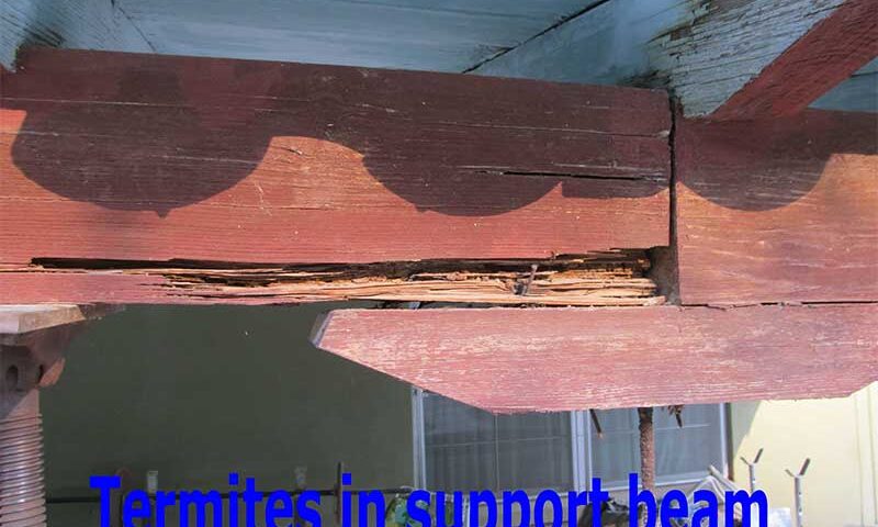 Termite Damage