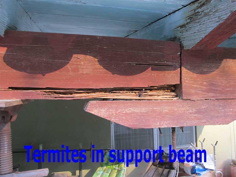 Termite Damage