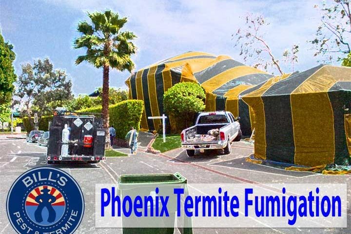 Best Fumigate Furniture Termites Phoenix Az Service