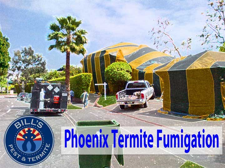 Best Fumigate Furniture Termites Phoenix Az Service