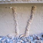 Best Termite Control Method and Treatment Options in Phoenix, AZ